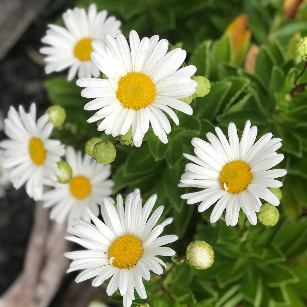 Meet your Posher, Cat